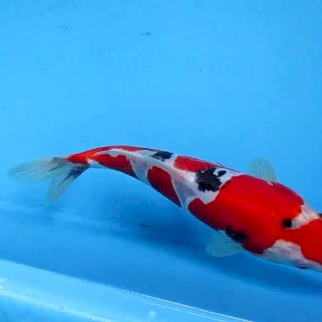 Sansoku23cm