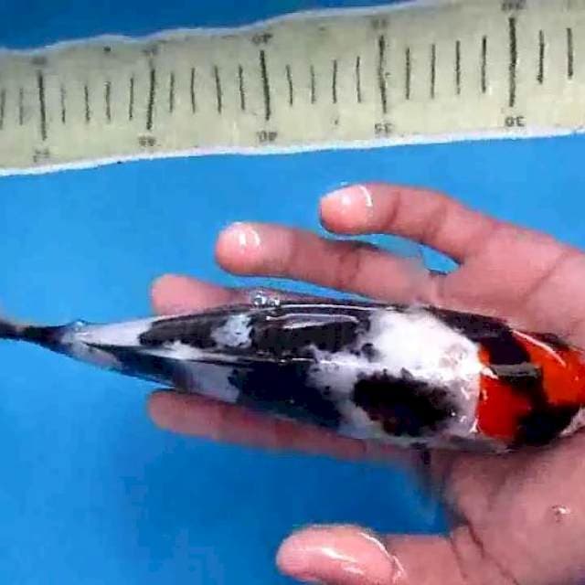 Tanco20cm