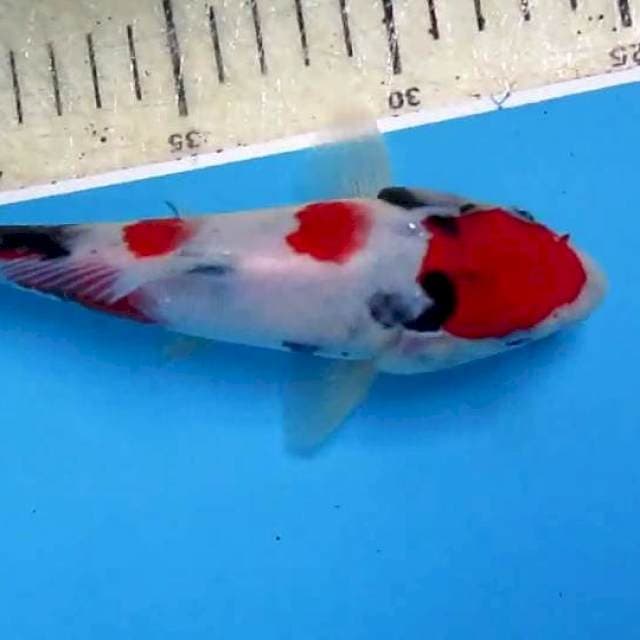 Sansoku18cm