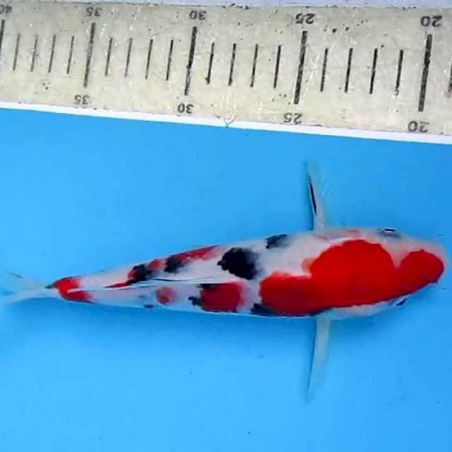 Sansoku18cm