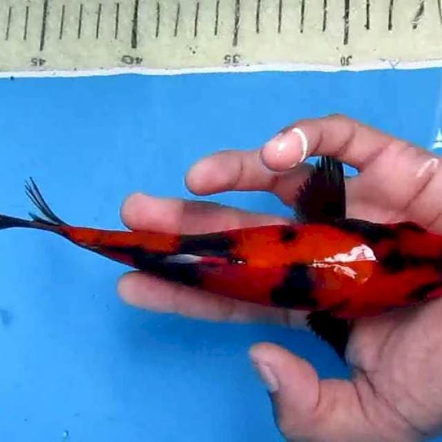 Hi utsuri18cm