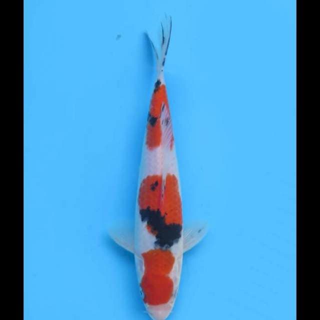 Sanke Sq - 20cm Male
