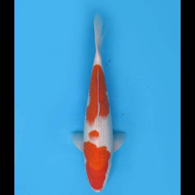 Kohaku Jumbo Tosai - 36cm female 