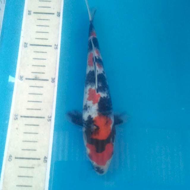 Showa, 23 cm