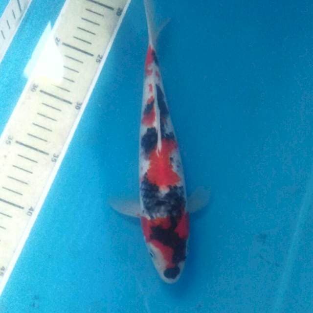 Showa, 25 cm