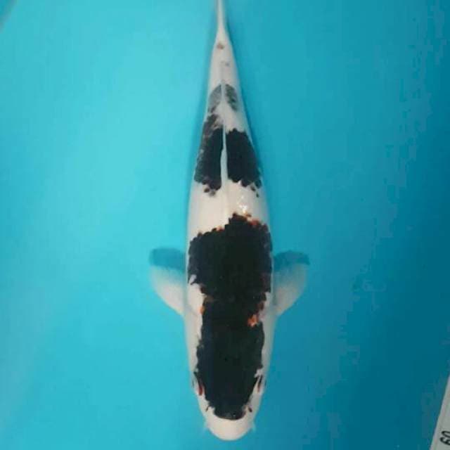 Budho Goromo 33 cm