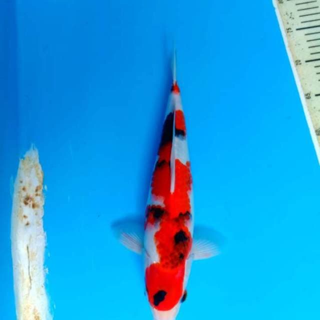 Showa 35cm