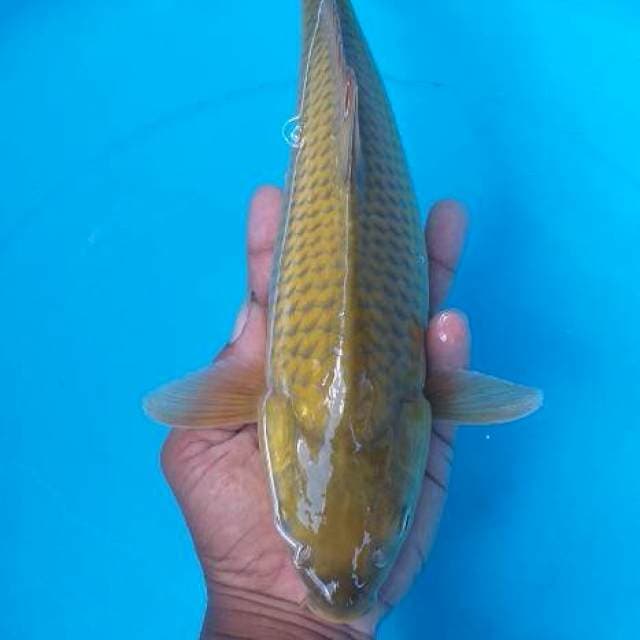Caghoi midhori munuk