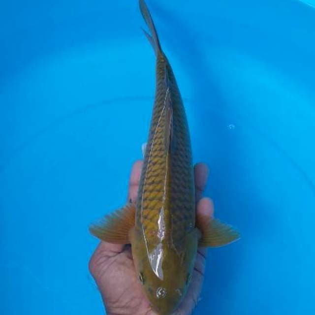 Caghoi midhori munuk