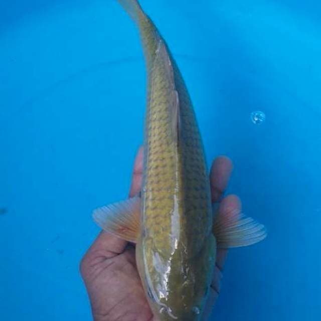 Caghoi midhori munuk