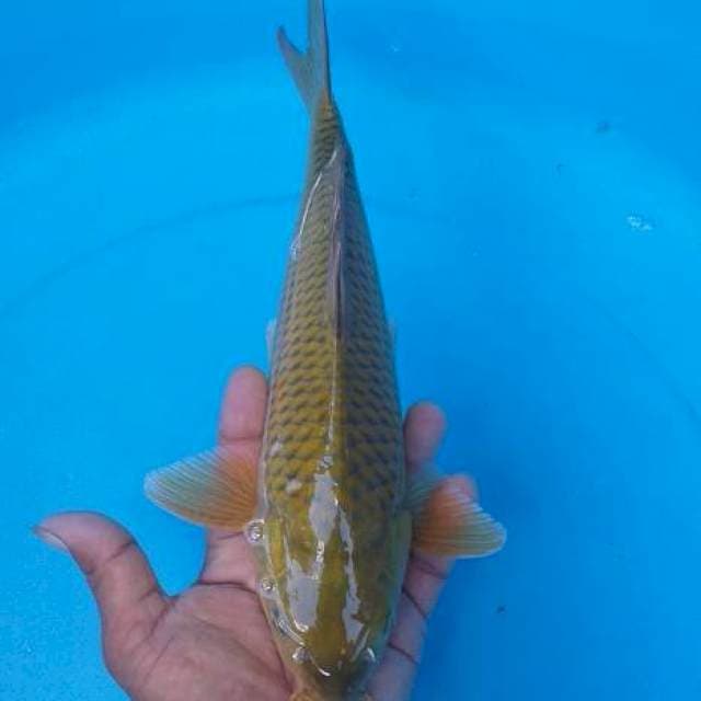 Caghoi midhori munuk