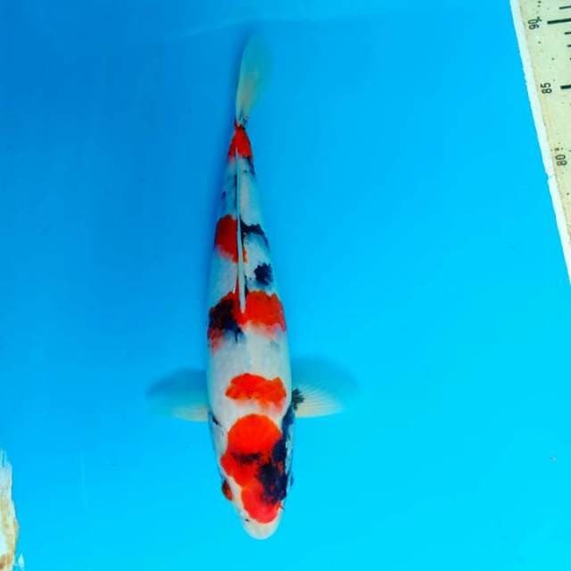 Showa 31cm