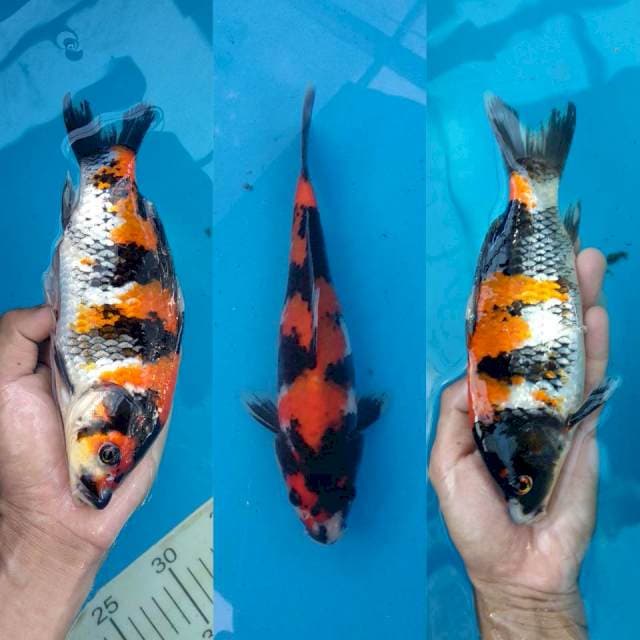 Bloodline takigawa