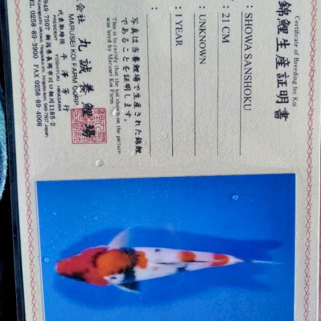 Showa import marusei