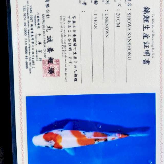 Showa import marusei