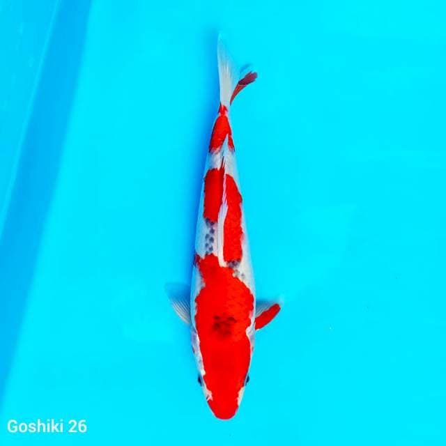 Shizumanai Goshiki