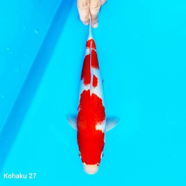 Kohaku HQ