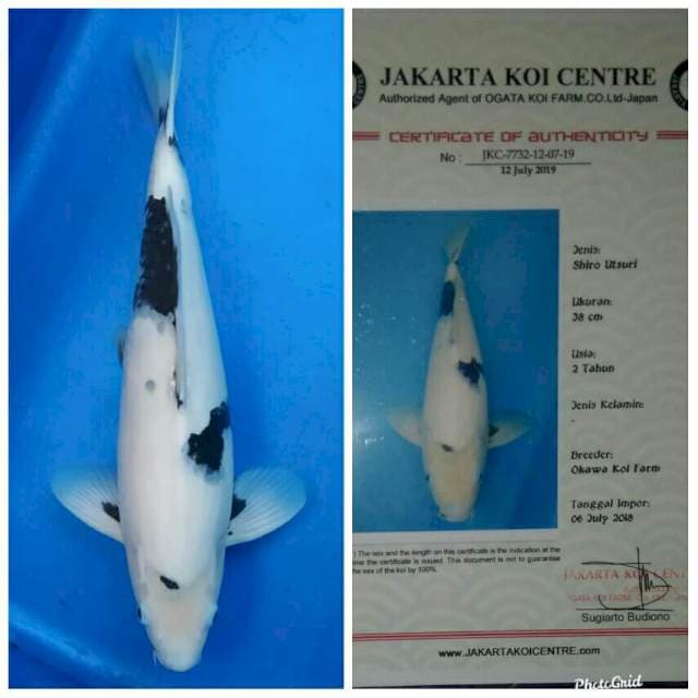 Okawa Jumbo Male Shiro