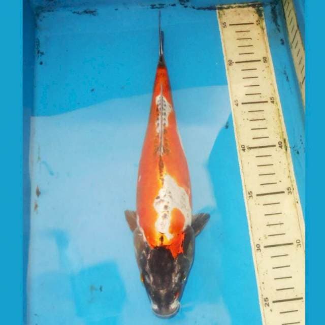 31cm BENY KIKOKURYU