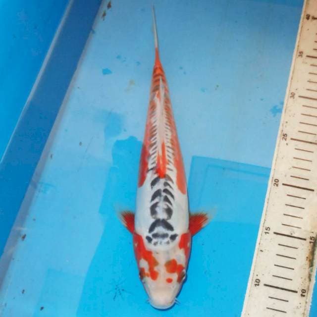 33cm SHUSUI BAGUS DAN ANTIK