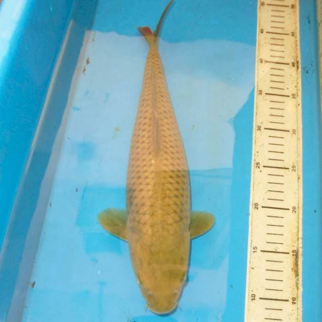 39cm MIDORI BAGUS