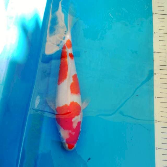 Kohaku lumayan