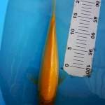 Karashi Mata Merah breeder Good One Koi 35BU (+-33cm)