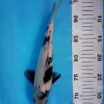 Shiro F1 induk Omosako 30 BU (+- 26cm)