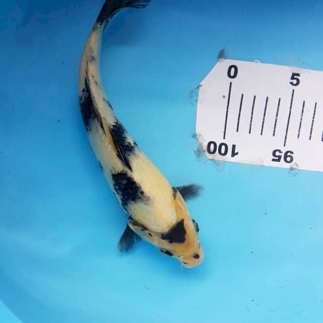 Shiro F1 induk Omosako 25BU (+- 23cm)