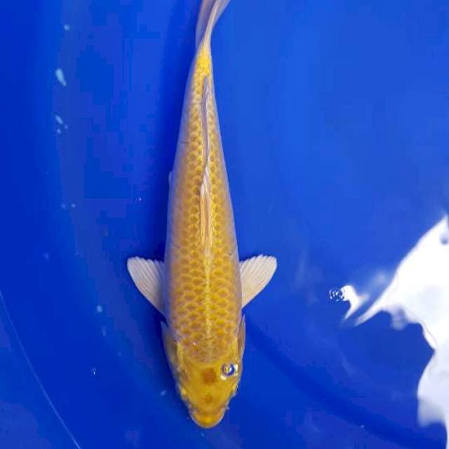 Yamabuki ogon kuning cerah 27cm