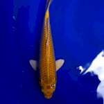 Yamabuki ogon kuning cerah 27cm