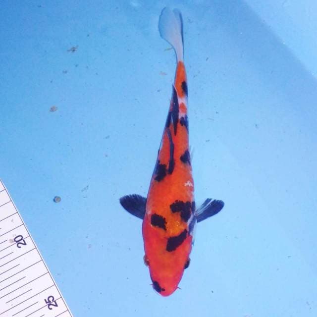 Hi shiwa 20cm