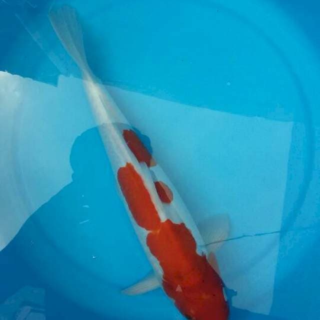 Kohaku sisik samping