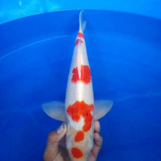 sanke 39 cm