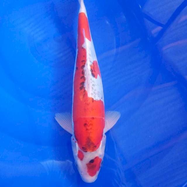 doitsu ghosiki 35 cm