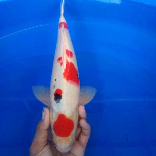 sanke 35 cm
