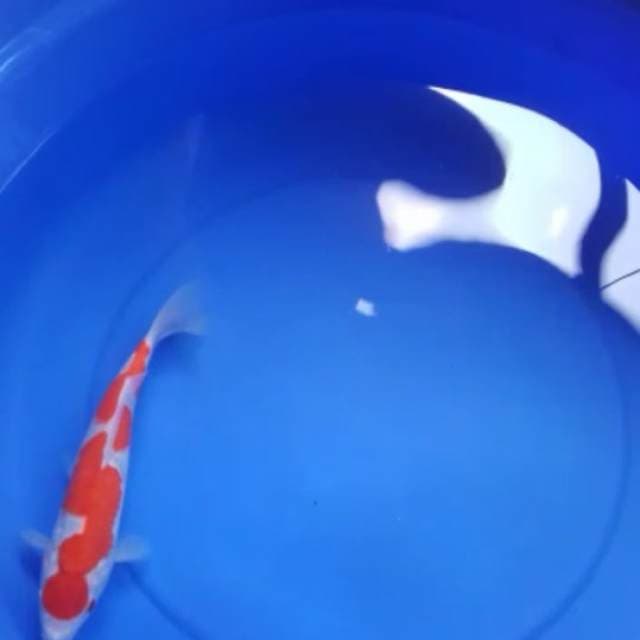 kohaku sisik inazuma original sq 30cm