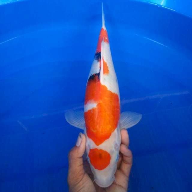 33 cm