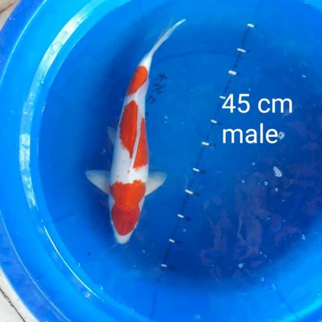 Kohaku 45 cm male