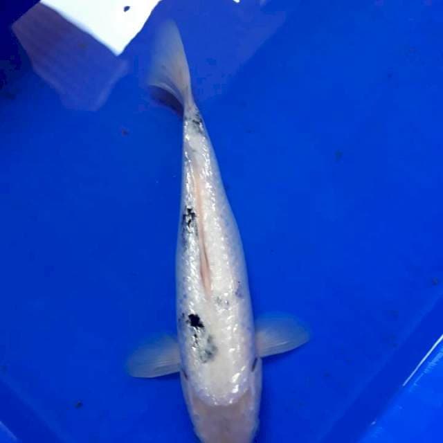31cm Ginrin padat