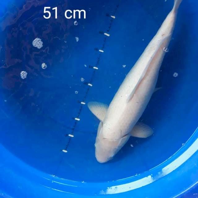 Shiro muji 51 cm