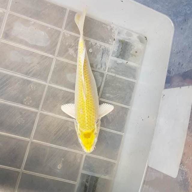Ogon kuning cantik 21cm