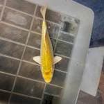 Ogon kuning cantik 21cm