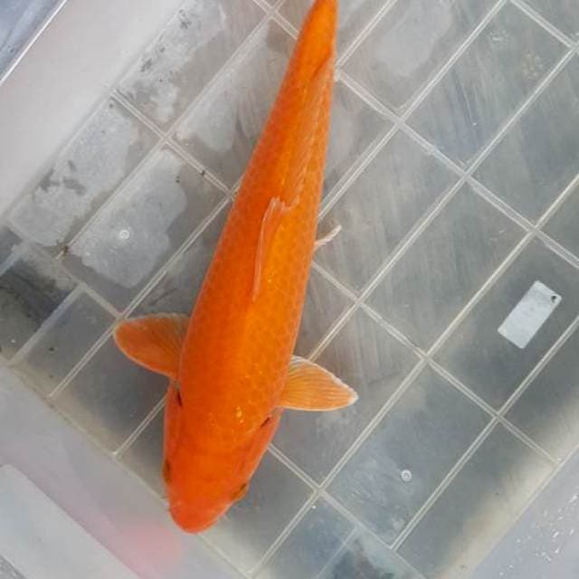 Oren goi cerah., 33cm jantan