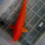 Oren goi cerah., 33cm jantan