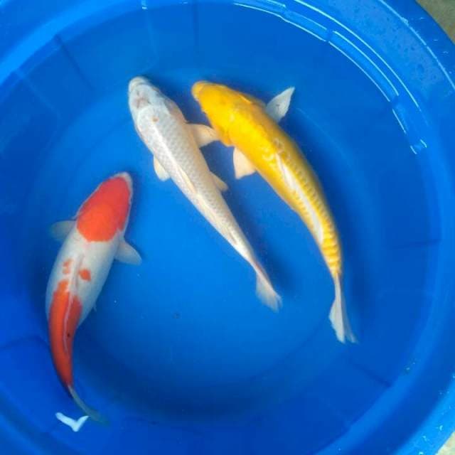 Sk mix