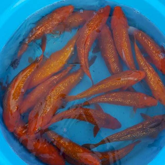 17 Cagoi ginrin 20-26 cm
