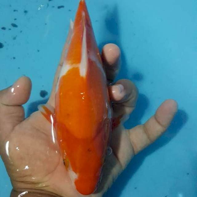 Kohaku sort bodi 25 bu