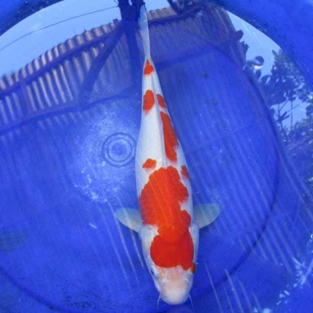 Kohaku ±40 bu haluss