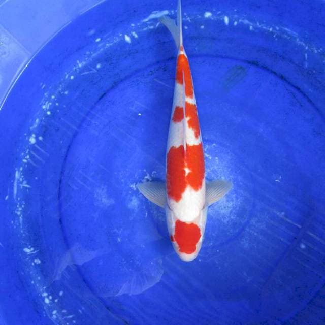 Kohaku male ±37cm
